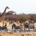 etosha-south-wildlife