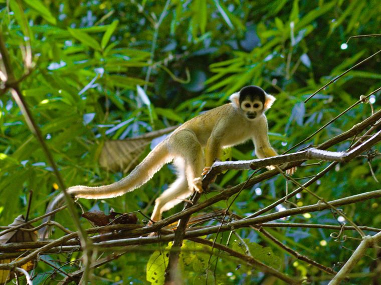 erfahrungsbericht-auslandspraktikum-peru-primatenkommunikation-lydia-affe-baum-natucate