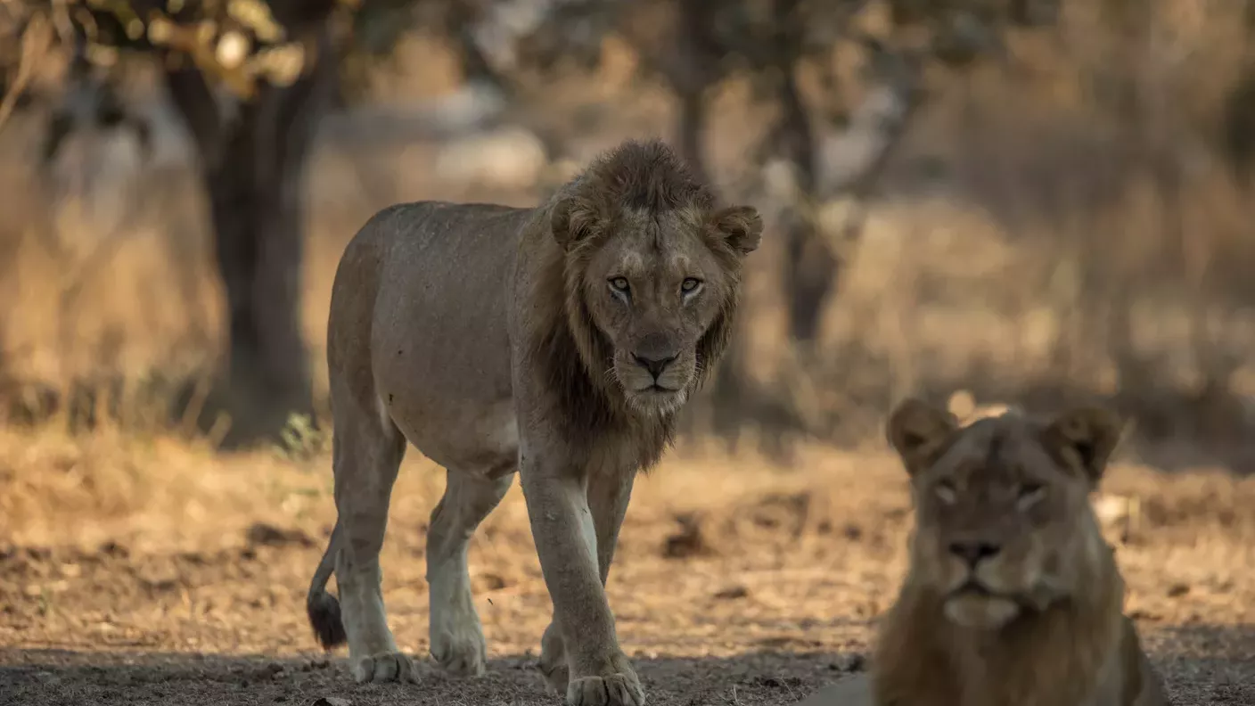 safari-botswana-kalahari-trifft-khwai-loewen