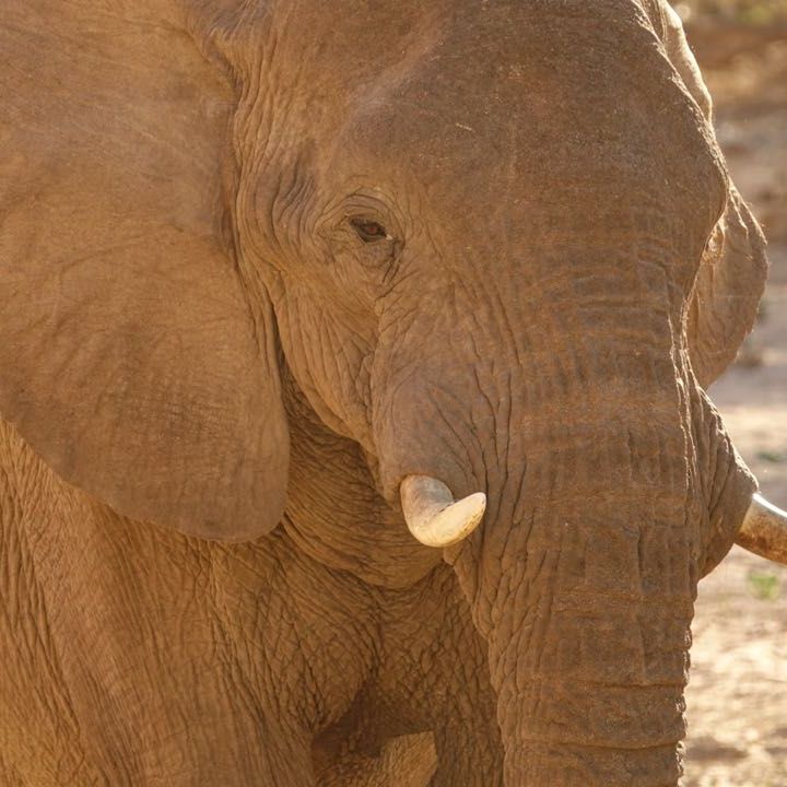 erfahrungsberichte-freiwilligenarbeit-elefantenschutz-namibia-hendrik-elefant-nahaufnahme