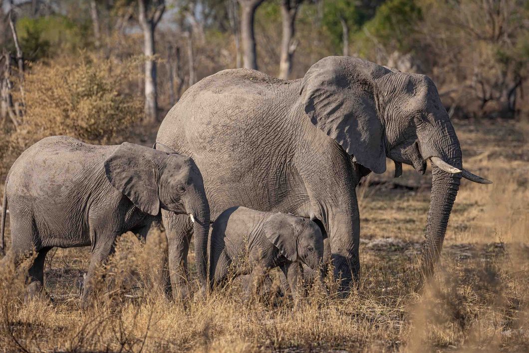 natur-und-rangerkurs-botswana-afrika-san-survival-skills-tracking-elefantenfamilie-natucate