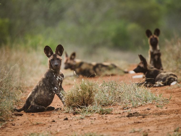 Two recumbent and two sedentary African wild dogs roam the savannah together.