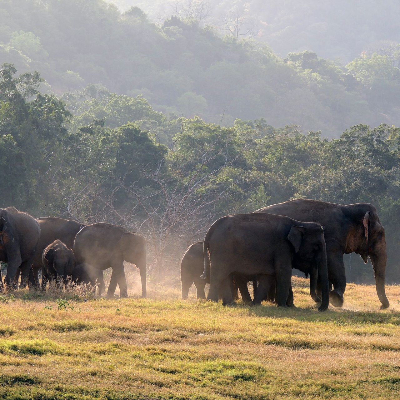 erfahrungsberichte-freiwilligenarbeit-sri-lanka-artenschutz-thomas-elefanten-herde-natucate