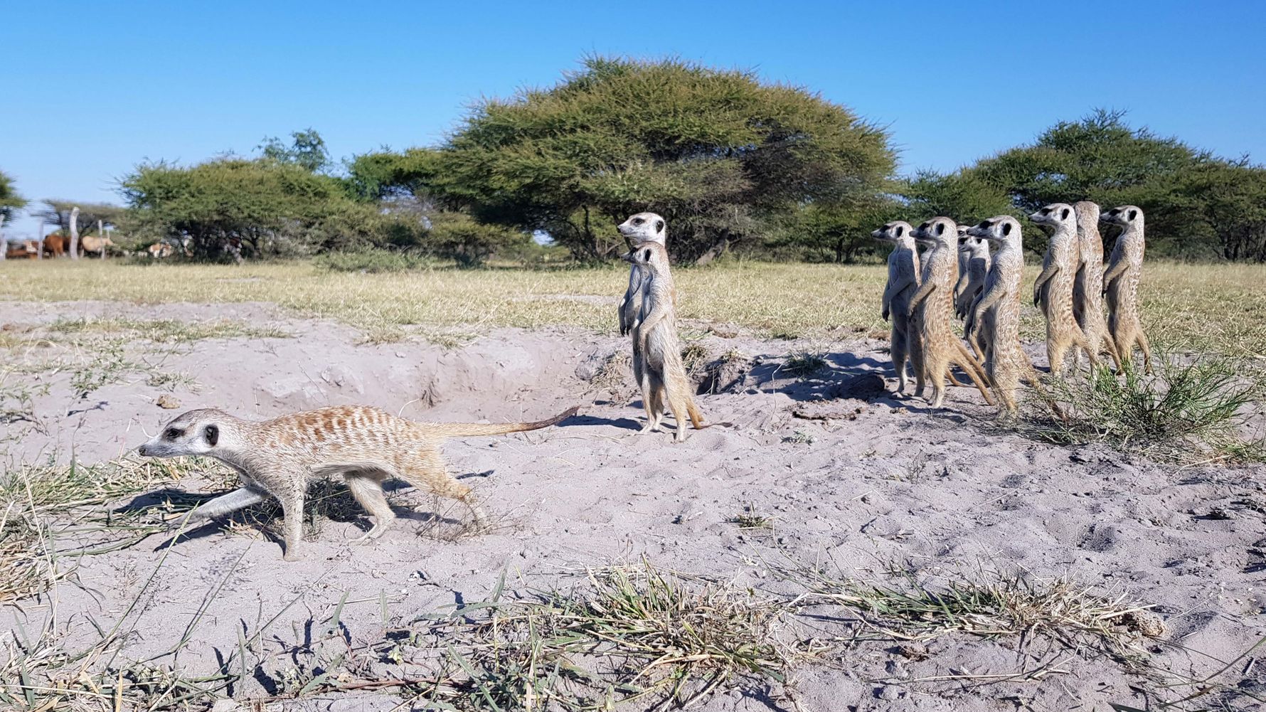 Besuch der Erdmaennchen in Afrika: Gruppe von Erdmaennchen in Botswana