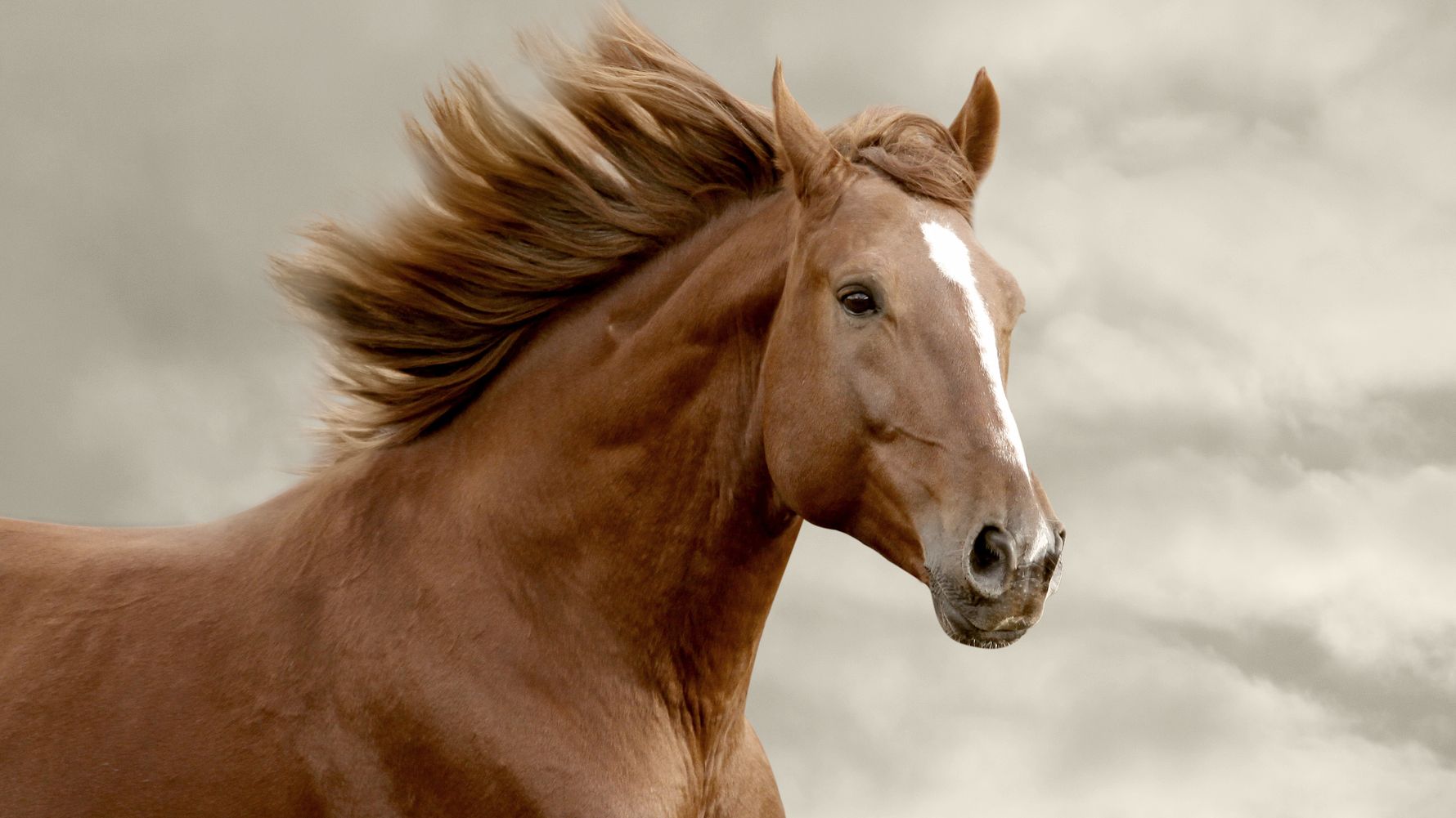 usa-florida-pferd-blog-natucate