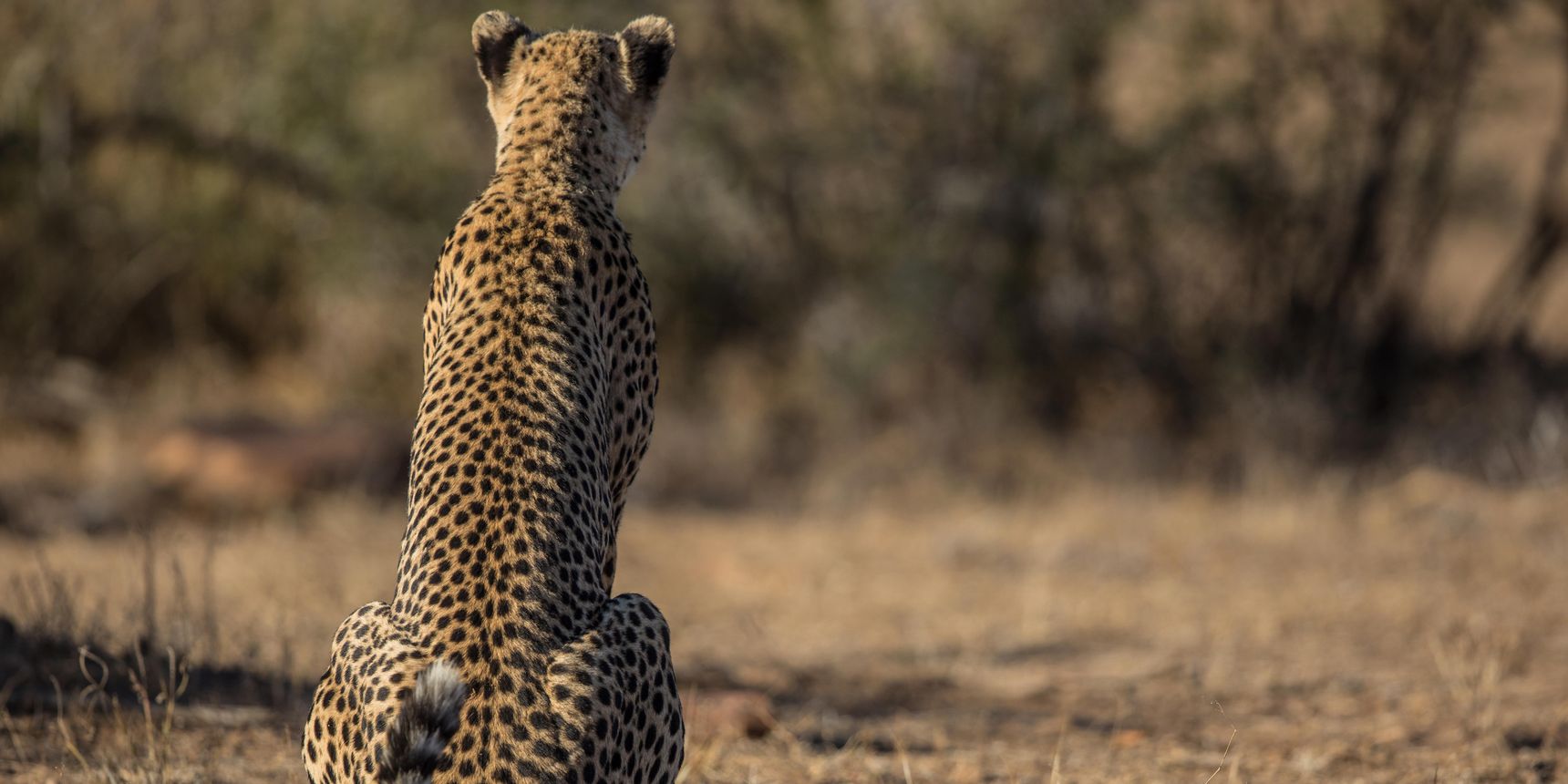 landingpage-conservation-safaris-afrika-gepard-natucate