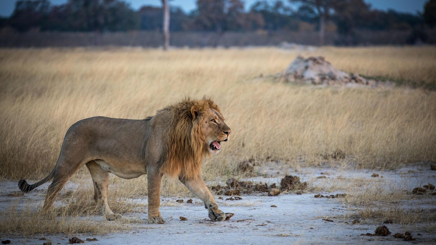 landingpage-natucate-conservation-scholarship-go-overseas-lion-africa