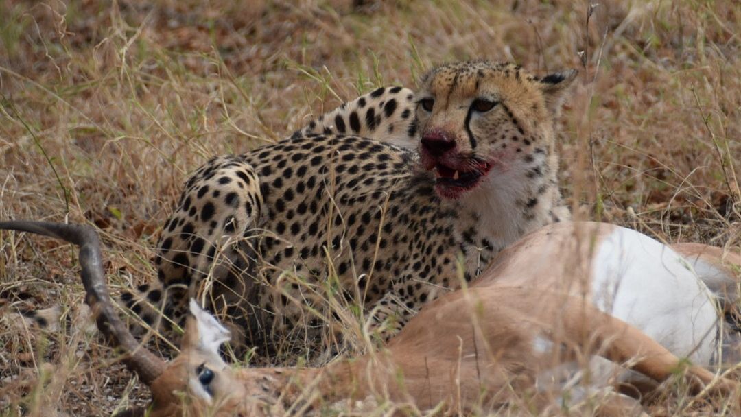 Rangerausbilung: Ein Gepard frisst ein Impala