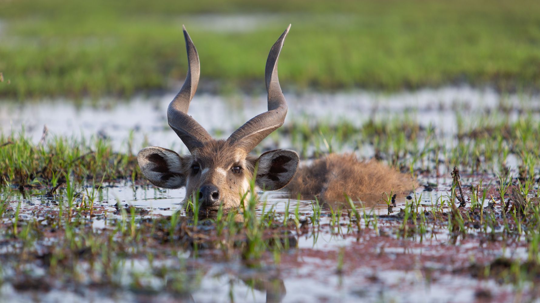 blog-reiseorte-botswana-mababe-antilope