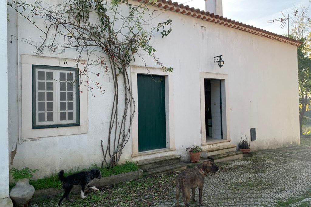 Auf dem Hof der Auffangstation in Portugal laufen Hunde frei umher.