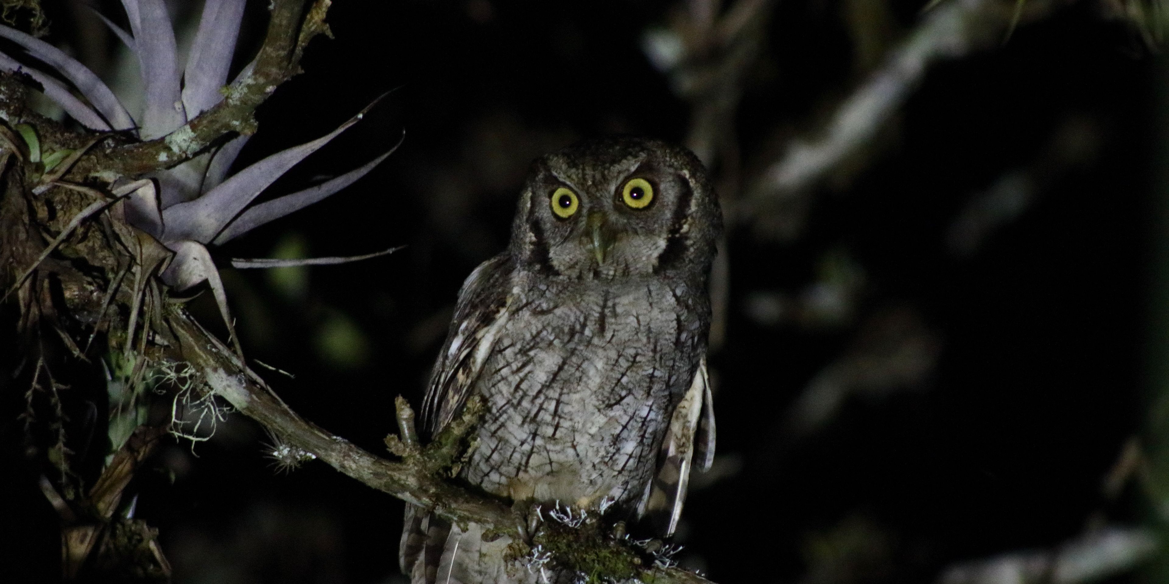 natucate-internship-costa-rica-forest-conservation-owl