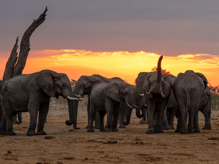 natucate-private-wilderness-experience-hwange-zimbabwe-sunrise-elephant-herd