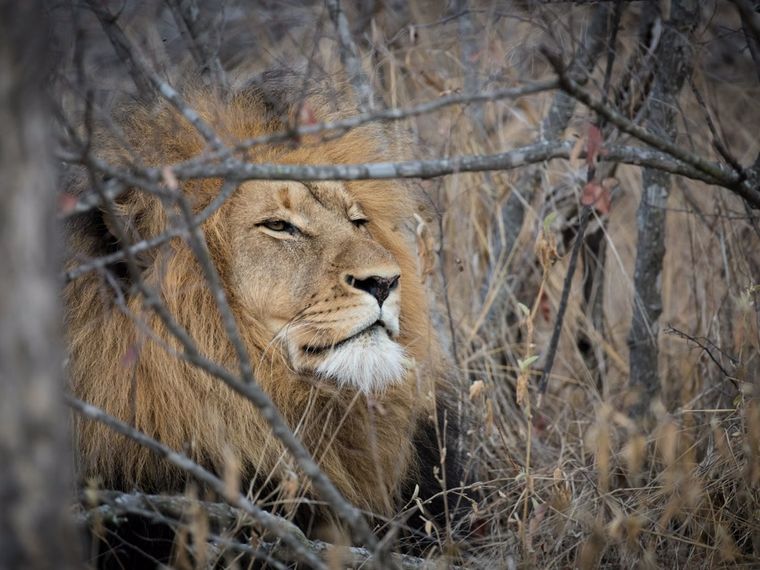 Field-Guide-Ausbildung: Ein Loewe in der Savanne Afrikas