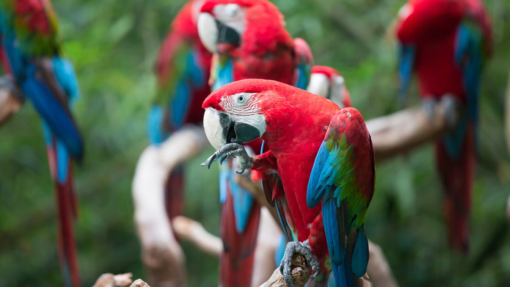 natucate-laenderinfo-guatemala-parrot-makaw