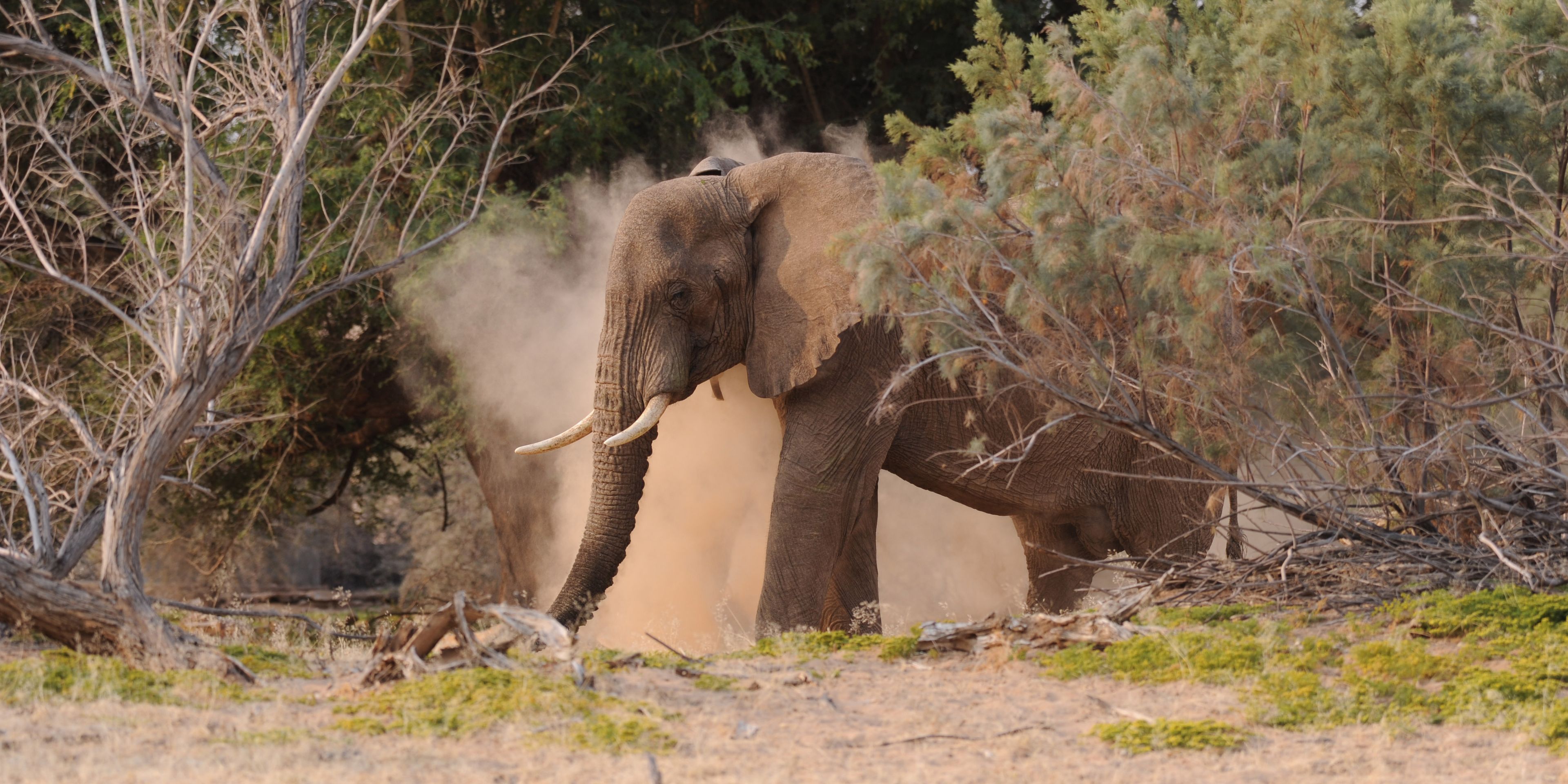 sabbatical-namibia-sambia-elefantenschutz-damaraland-elefant-natucate