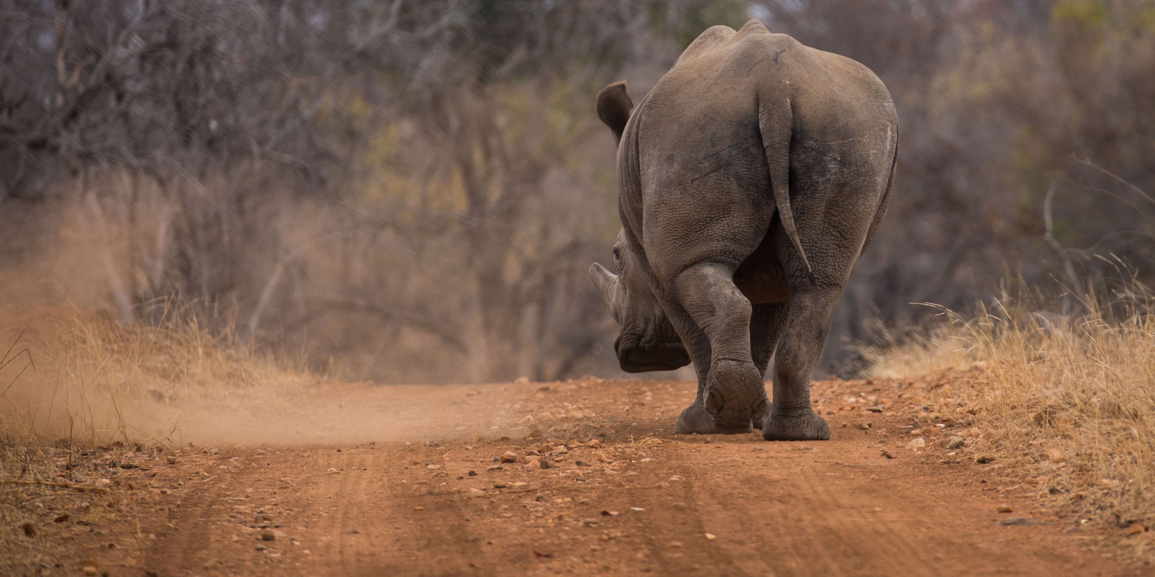 Ein Nashorn trabt ueber eine Strasse im afrikanischen Busch