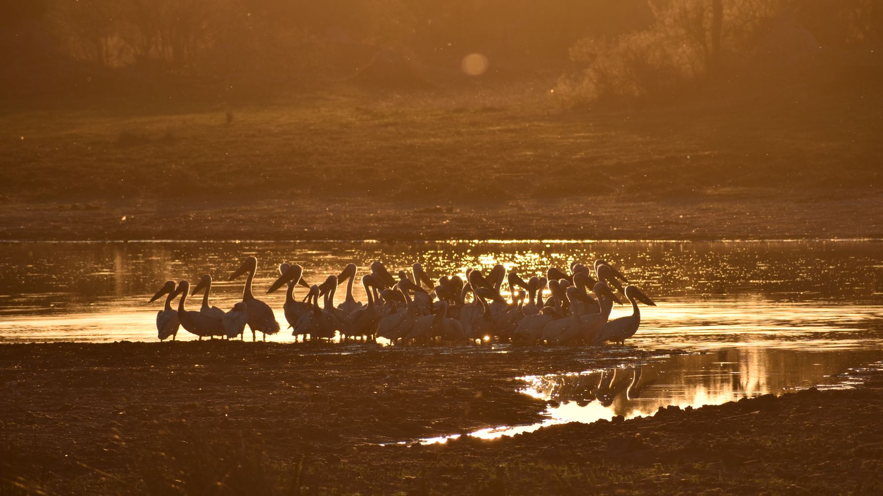 natucate-blog-africa-golden-hours-antelopes-waterhole-birds