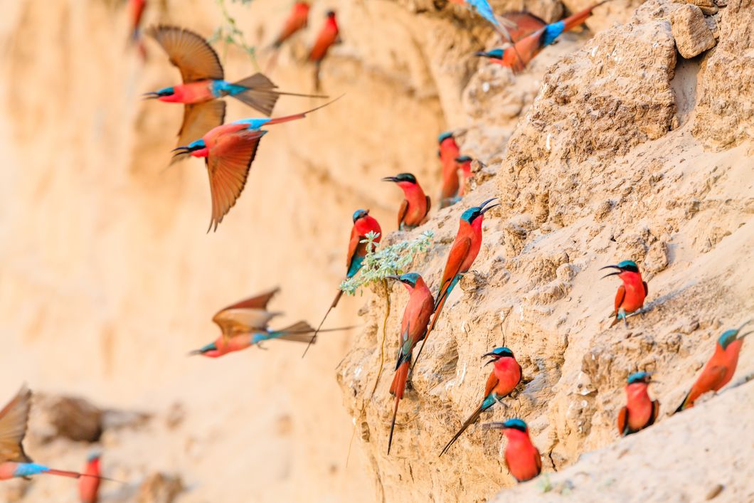 natucate-safari-simbabwe-off-the-beaten-path-luangwe-birds