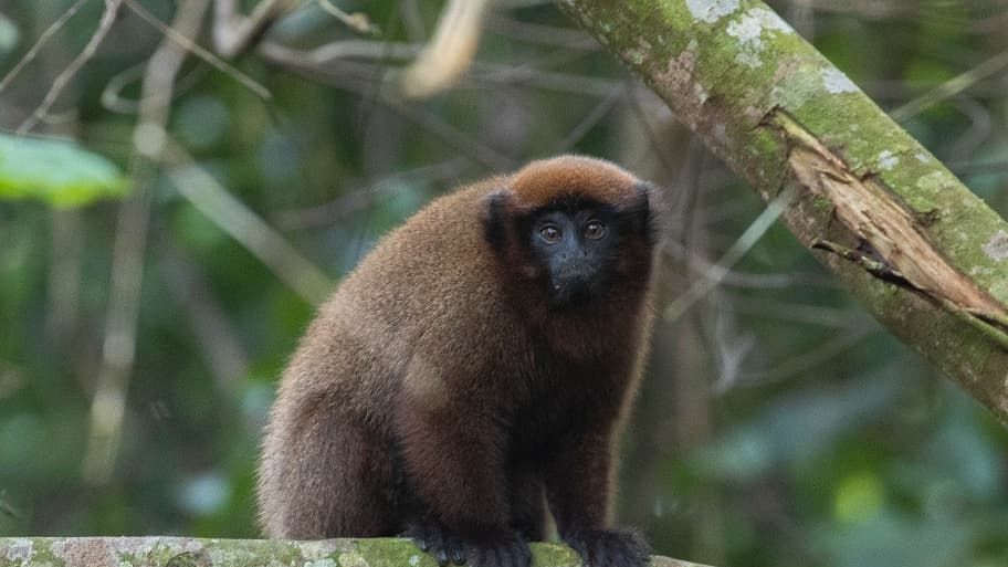 blog-ratgeber-peru-amazonas-regenwald-primaten-natucate