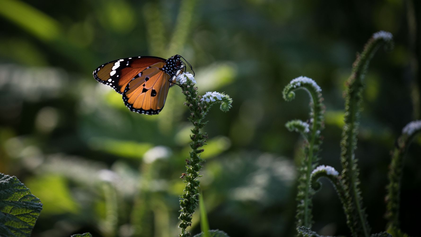 Rangerkurs: Ein Kleiner Monarch sitzt auf der Bluete einer Pflanze