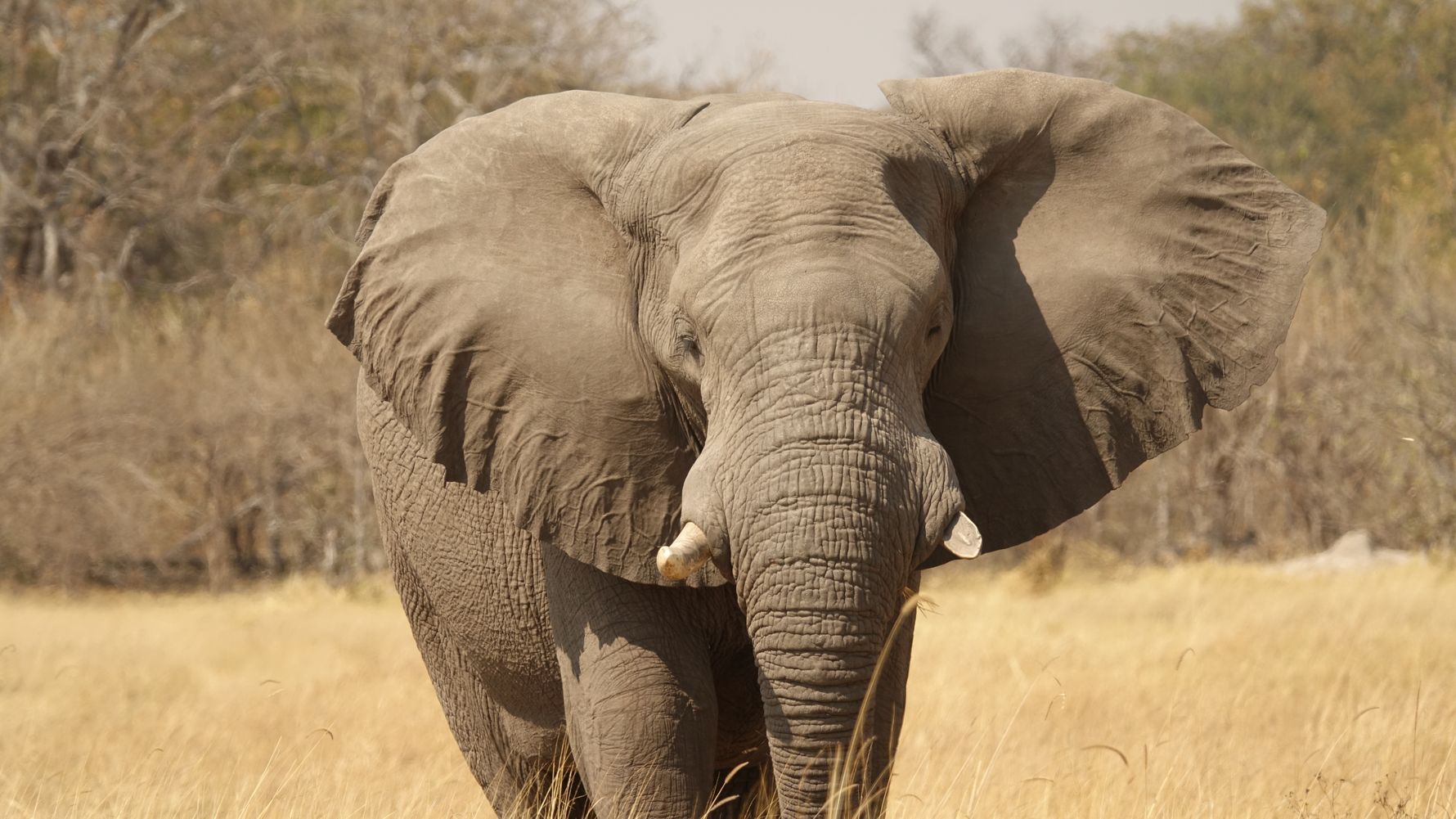 landingpage-safari-botswana-elefant-natucate