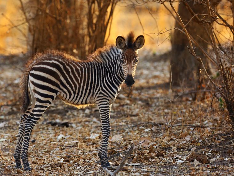 reiseinformationen-zambia-hwange-young-zebra-sunset
