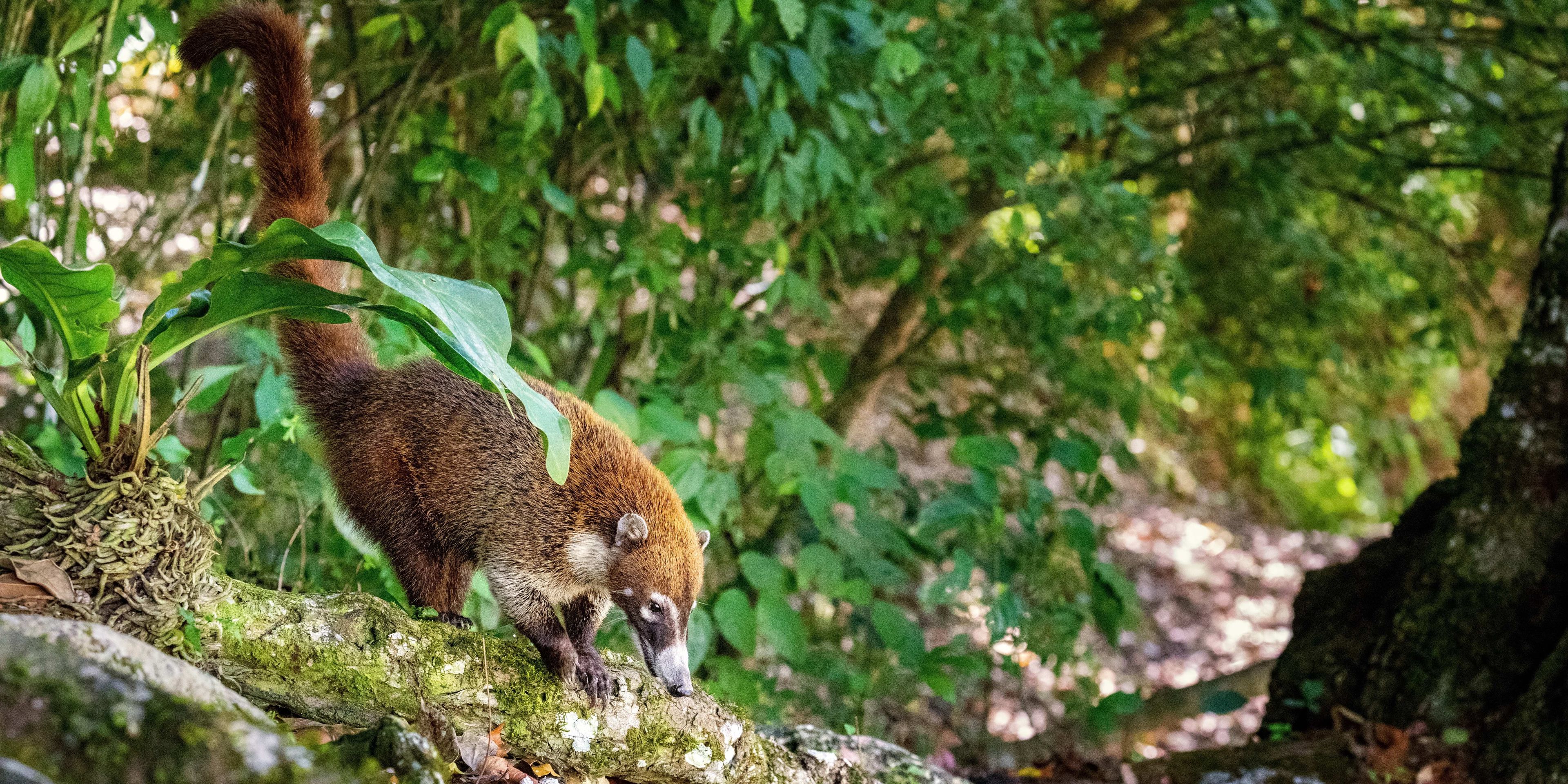reisen-freiwilligendienst-guatemala-wildtierschutz-coati