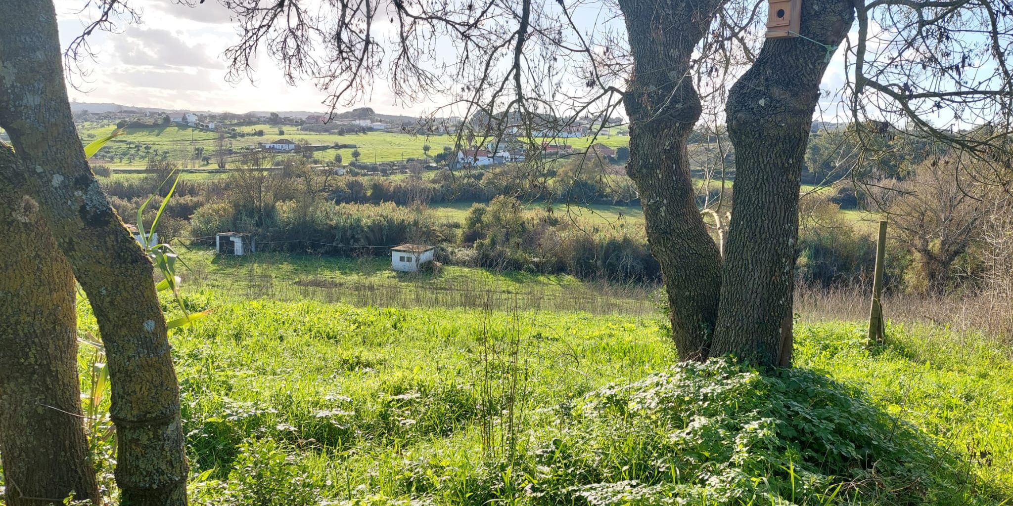 Die vom Sonnenlicht erleuchtete Wiese scheint in einem hellen, saftigen Grün. Im Vordergrund stehen ein paar kräftige Bäume und auch hinter der Wiese sind Büsche und Bäume zu sehen.