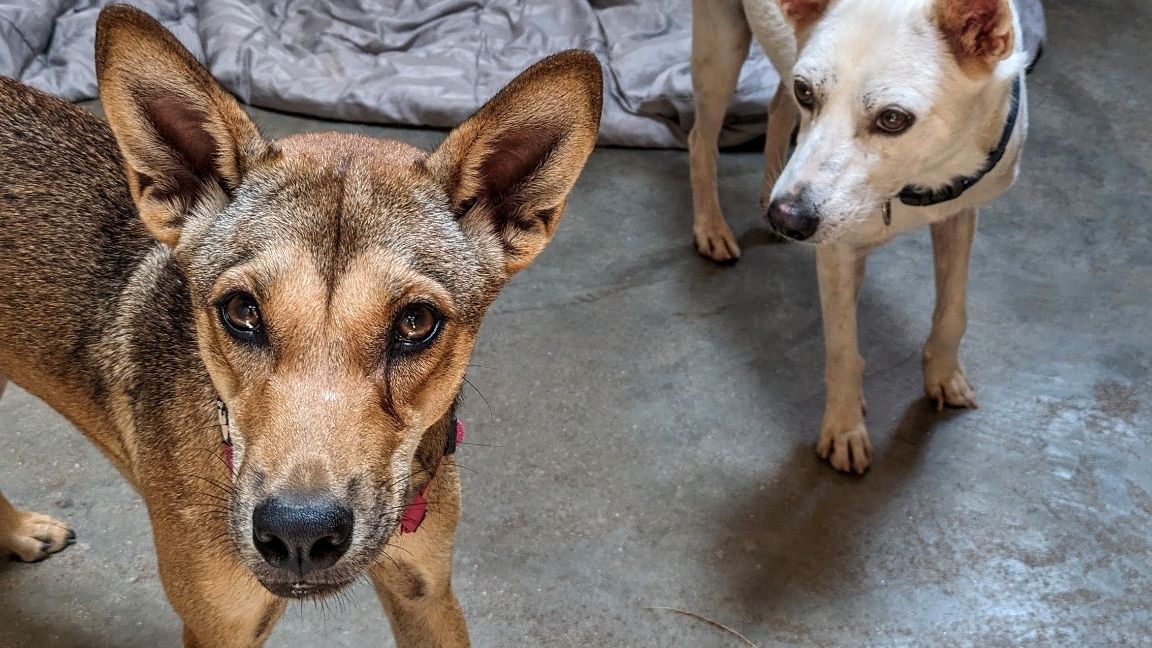 natucate-blog-review-thailand-koh-lanta-wayne-two-dogs