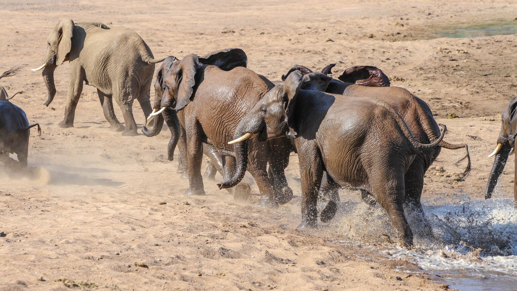 naturreise-suedliches-afrika-erfahrungsbericht-ecoquest-kundenfotos-elefanten-natucate