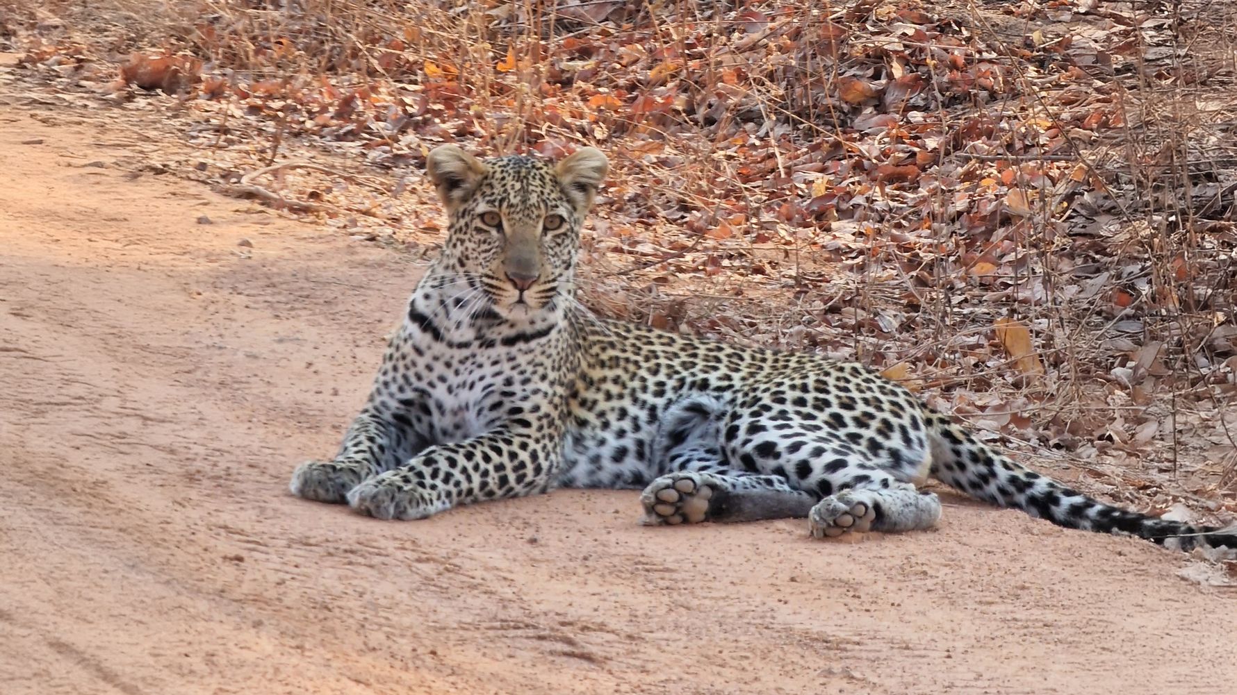 Leopard