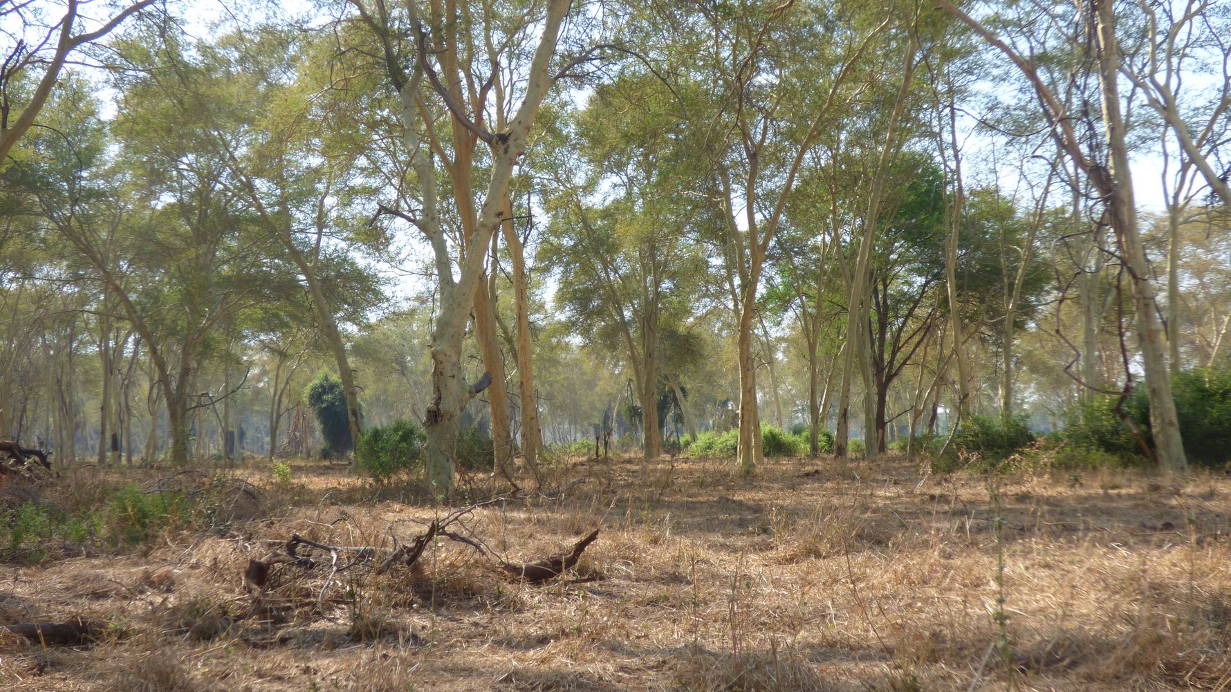 erfahrungsberichte-naturreise-afrika-private-wilderness-experience-marion-fevertree-forest-natucate