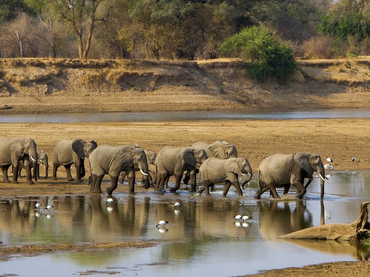 natucate-safari-simbabwe-off-the-beaten-path-zambesi-river-elephant-herd