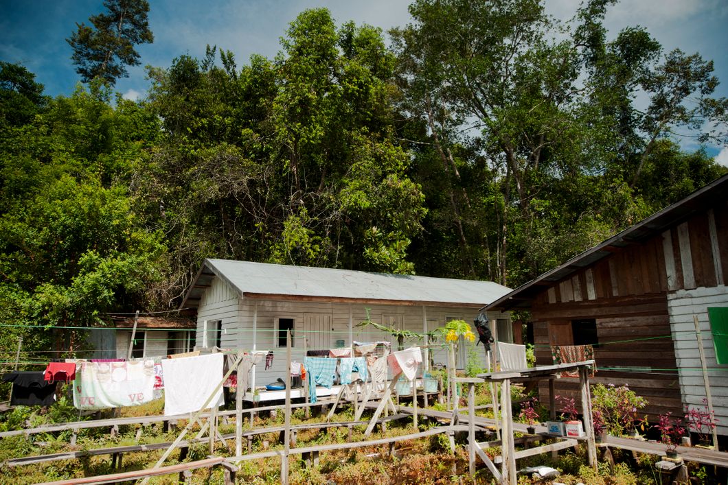 Wildlife conservation in Indonesia: Volunteer accommodation in Borneo's Sabangau Forest