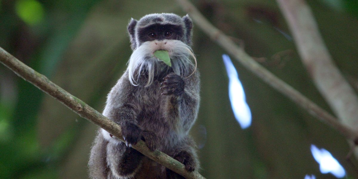 Ein Primat isst die Blaetter der Baeume im peruanischen Regenwald