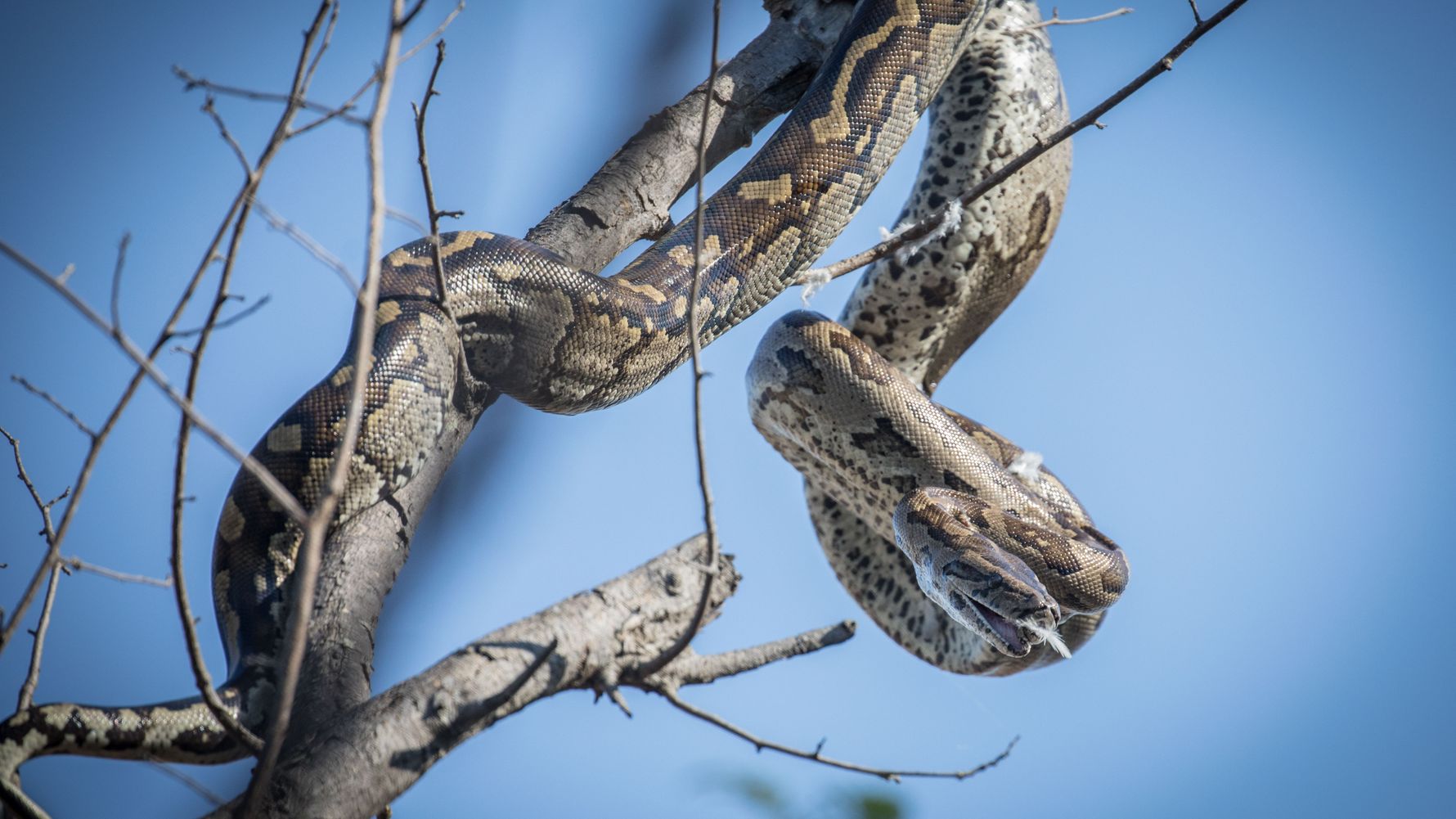 Rangerkurs: Schlange haengt an einem Baum