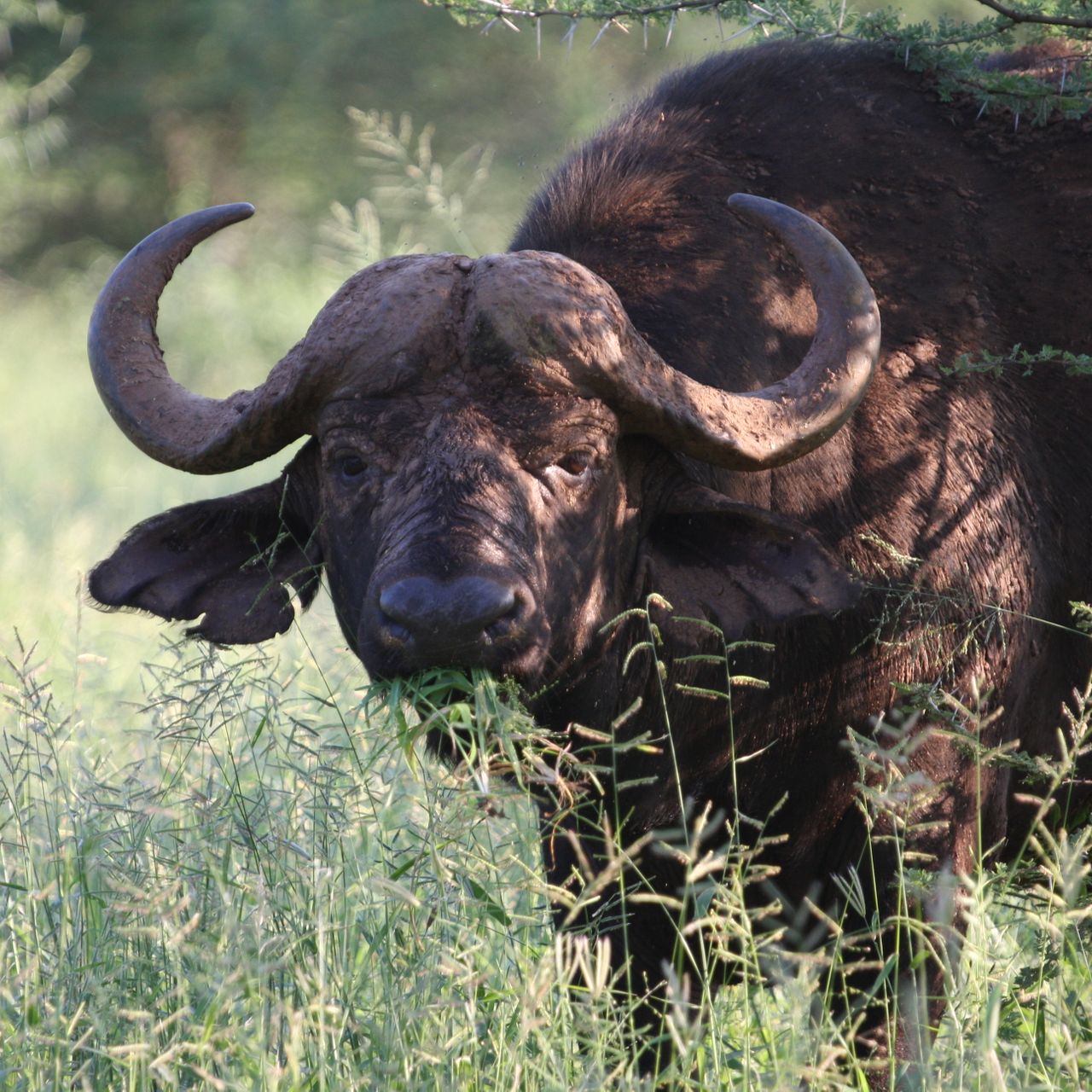 erlebnisreise-suedafrika-erfahrungsbericht-ecoquest-kundenfotos-wasserbueffel-natucate