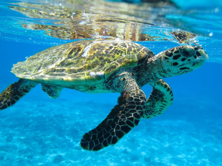 freiwilligenarbeit-afrika-seychellen-preis