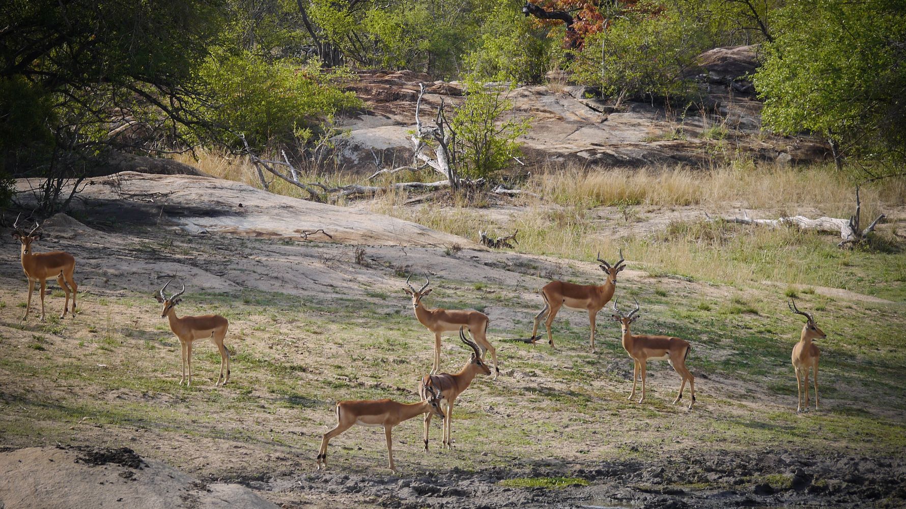 erfahrungsberichte-suedafrika-fgl1-rangerausbildung-kundenfotos-antilopen-natucate