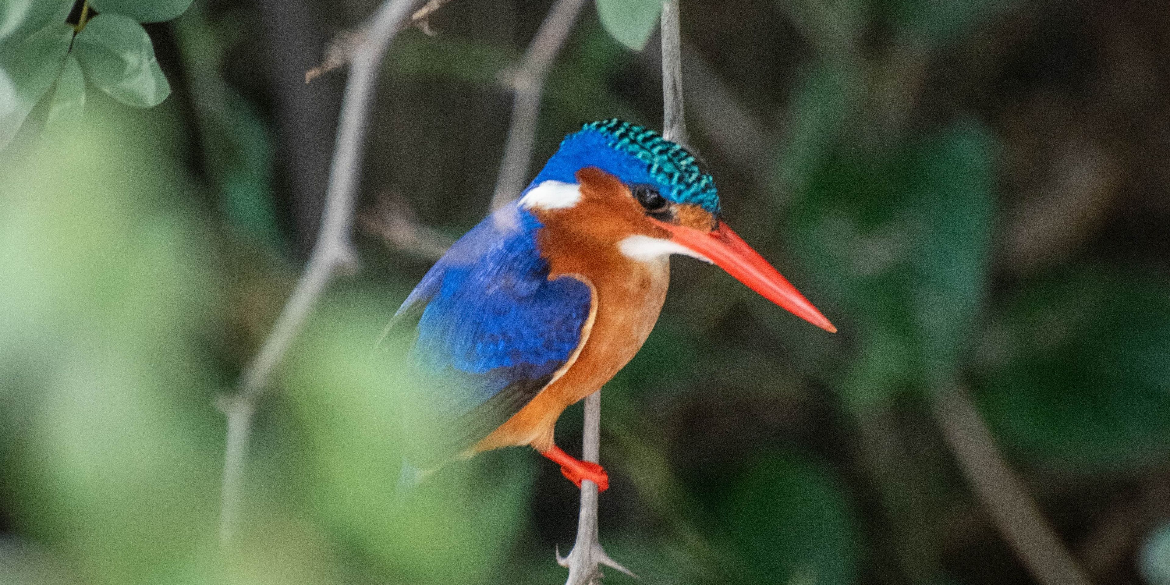 natucate-malawi-volunteering-liwonde-volunteer-kingfisher-credit-linde-majoor
