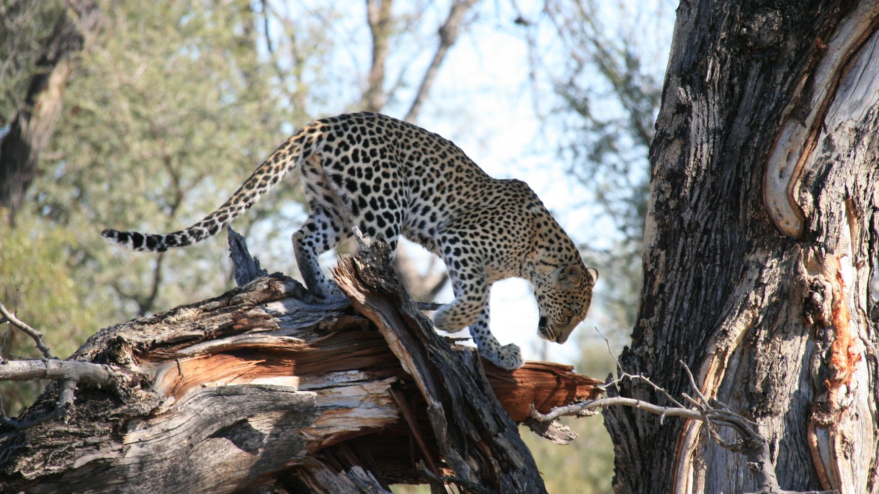 geruch-der-natur-afrika-naturwissen