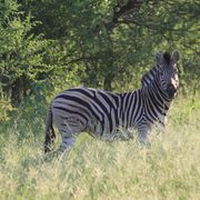 naturreise-suedafrika-erfahrungsbericht-ecoquest-kundenfotos-zebra-natucate