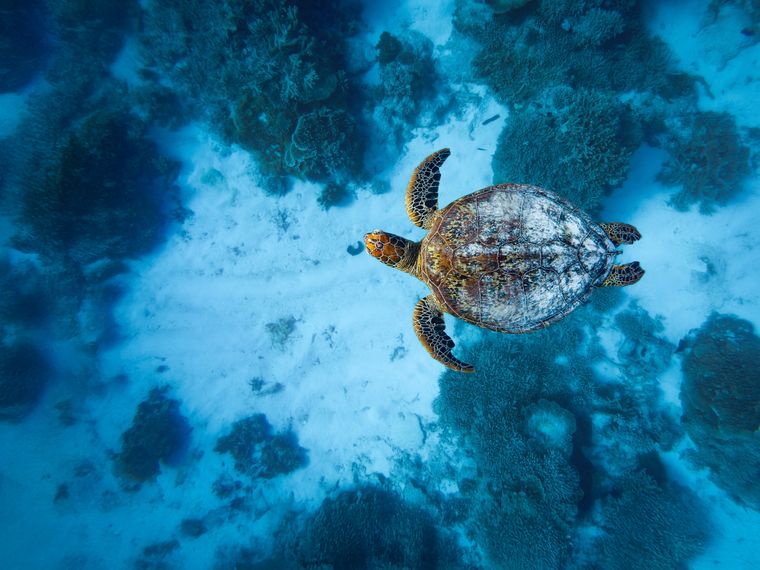 Sea turtle flows underwater