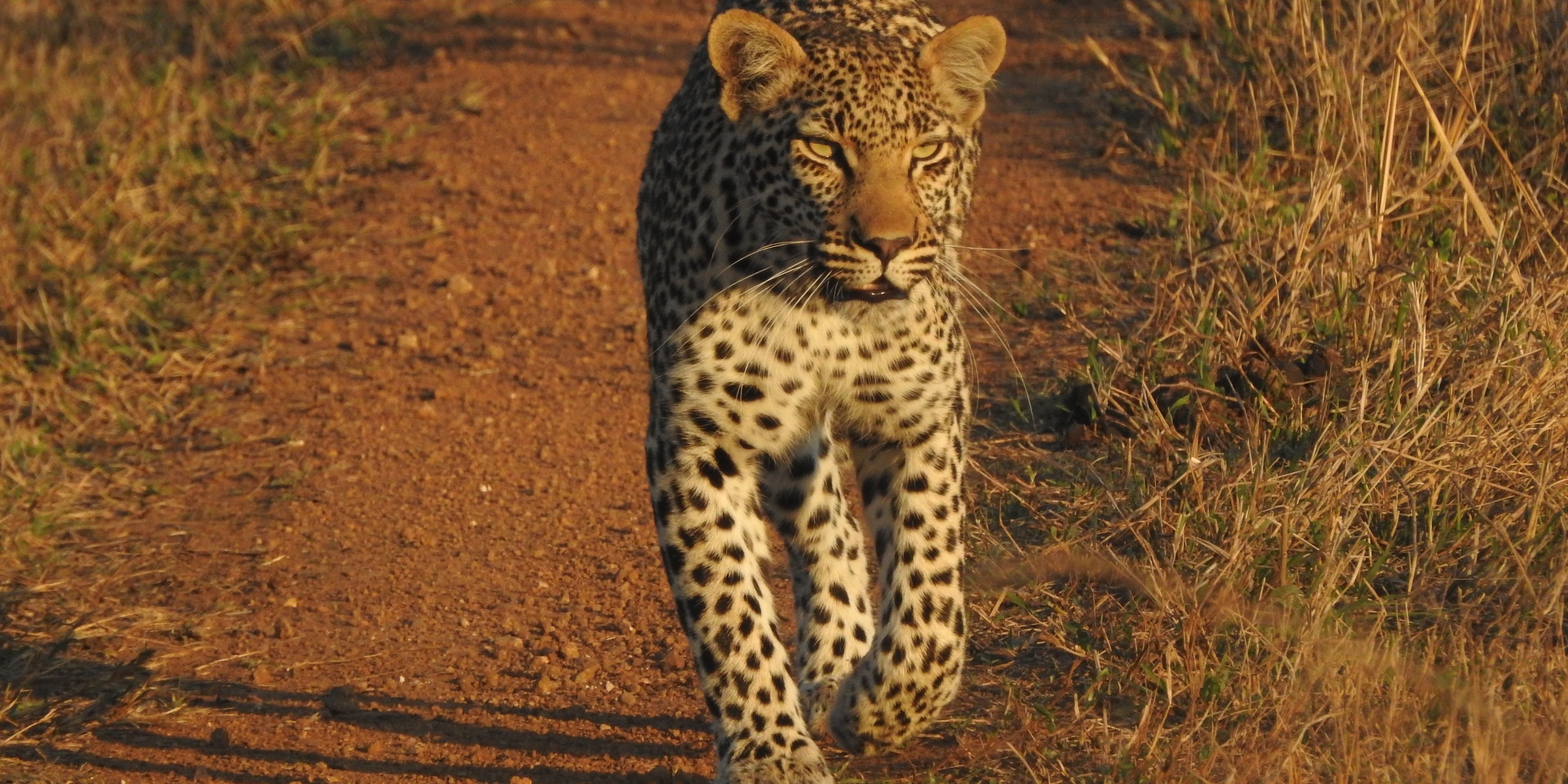 Leopard walking in a game reserve in South Africa
