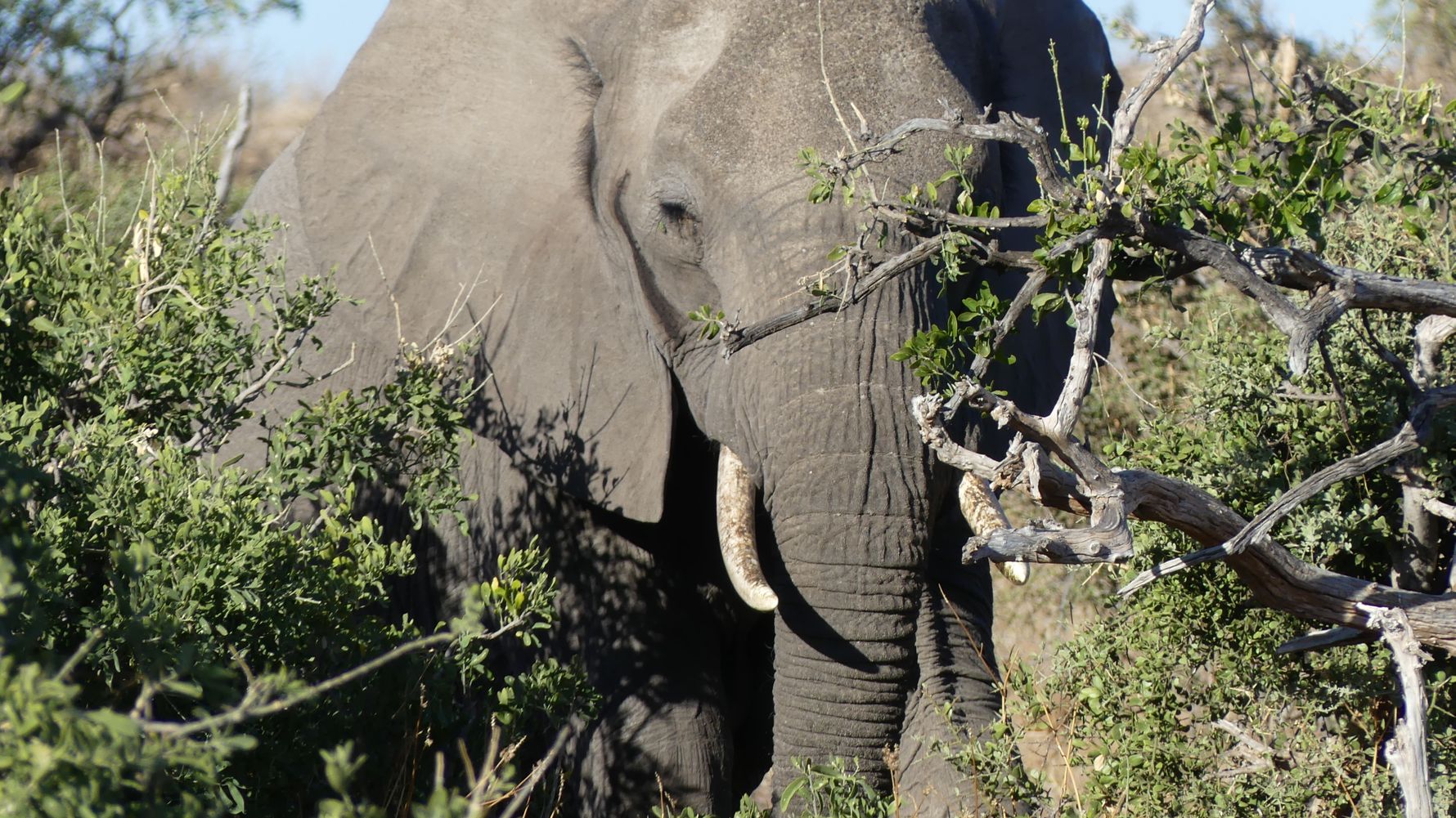 erfahrungsbericht-botswana-kundenfotos-rangerausbildung-elefant-natucate