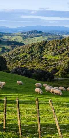 Looking over the lush green hilly landscape in New Zealand, grazing sheep in the foreground