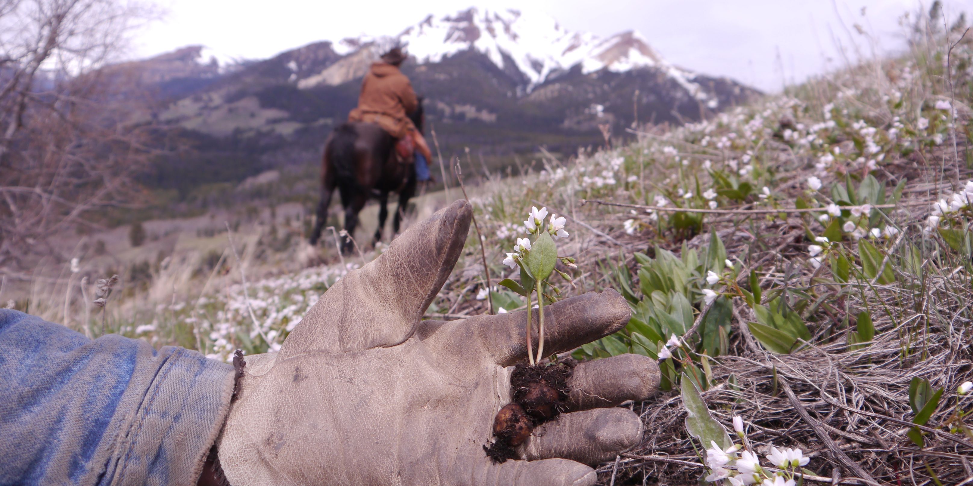 natur-und-rangerkurs-kanada-nordamerika-pferdeguide-guide-pferde-reiten-flora-natucate