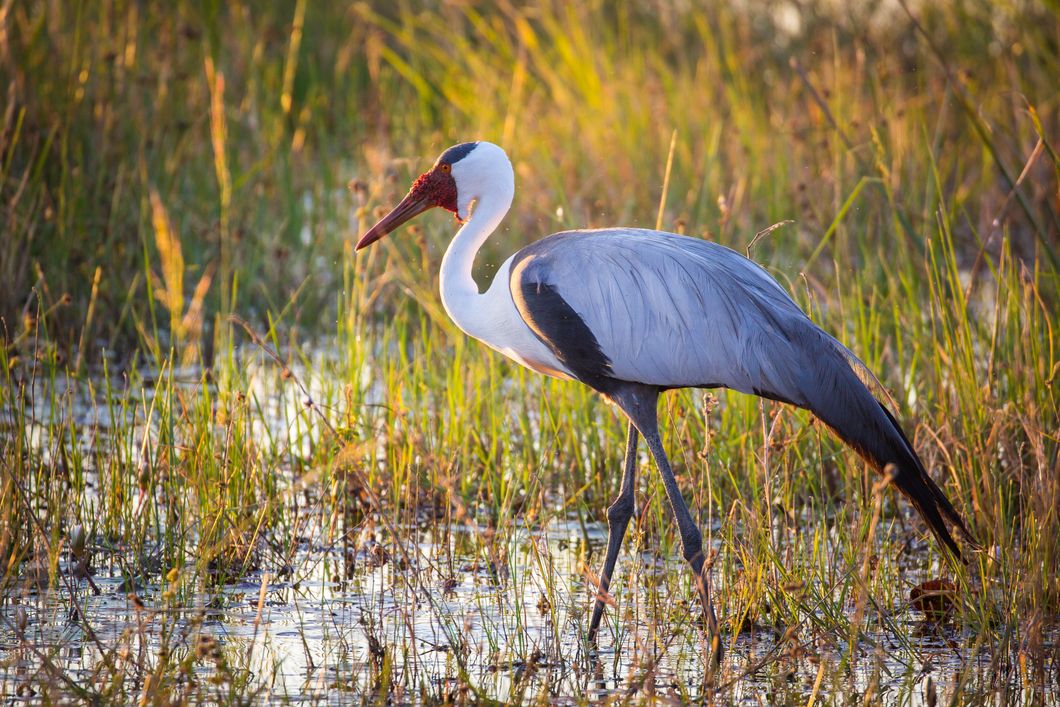 safari-expedition-botswana-setari-khwai-crane