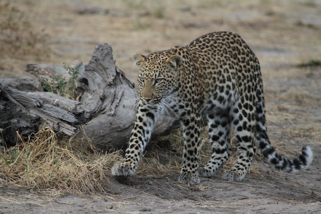 Nahaufnahme eines Leoparden mit entspannter Koerperhaltung