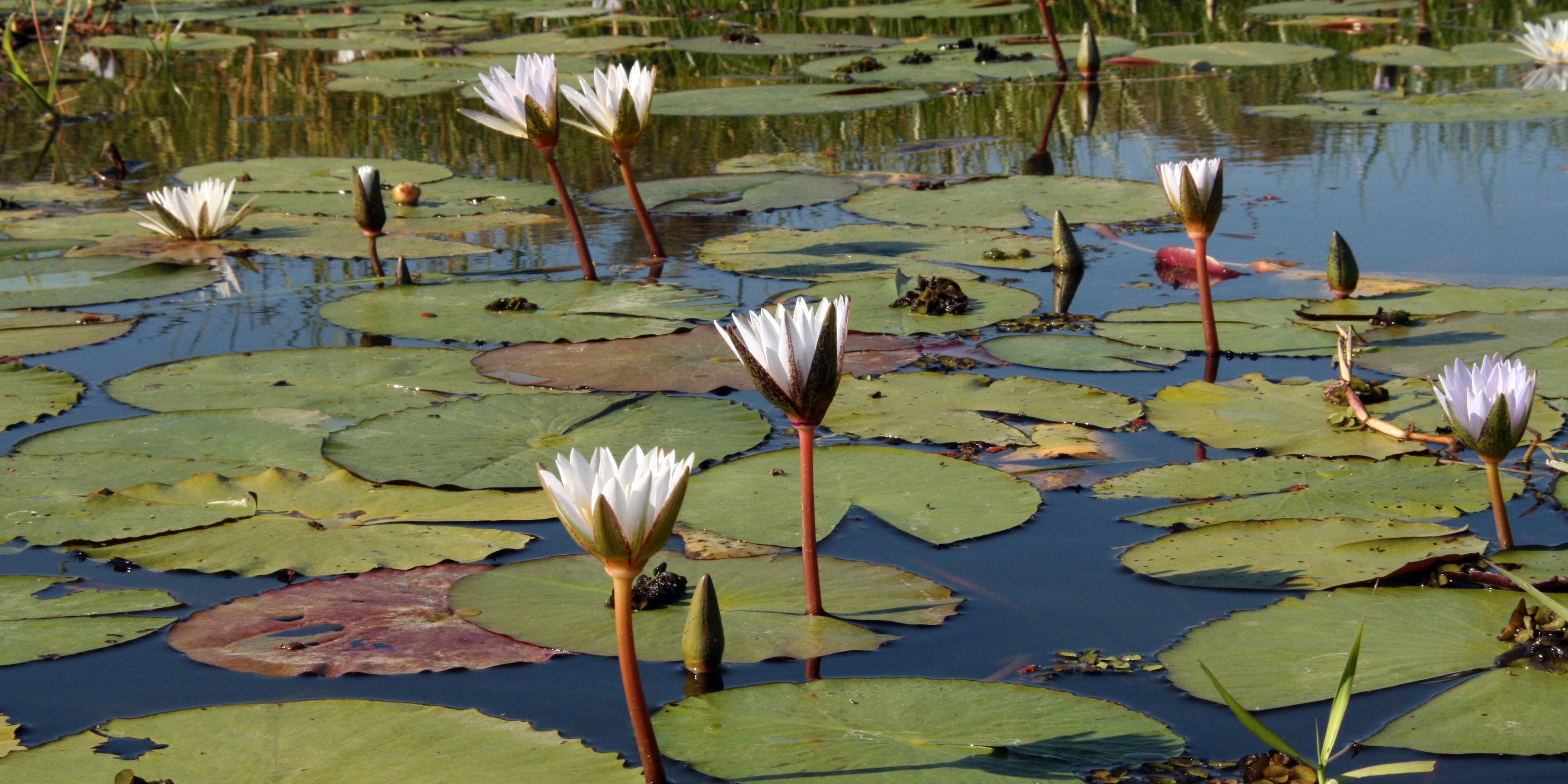Seerosen auf den Wassern von Botswanas Okavango Delta
